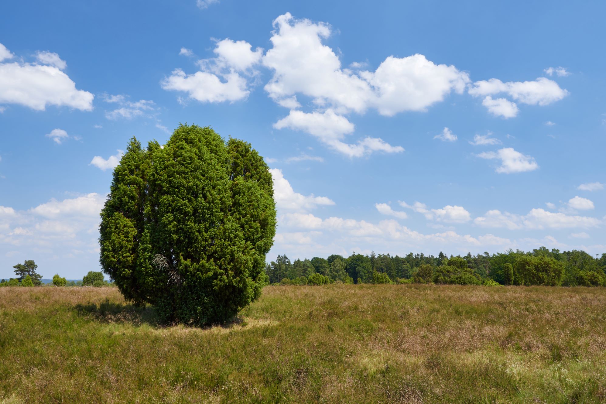 Enebuskar växer på ett flertal ställen som i Snogeholm, Vitemölla och Tjörnedala. En praktfull stor på en äng under en blå himmel.