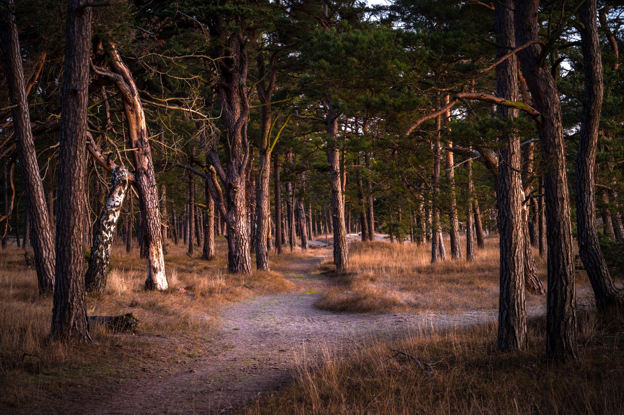Mäktig tallskog hälsar besökare välkomna i Friseboda. Foto: Torbjörn Lingöy Tallskog syns i bilden och på marken gulnat gräs.
