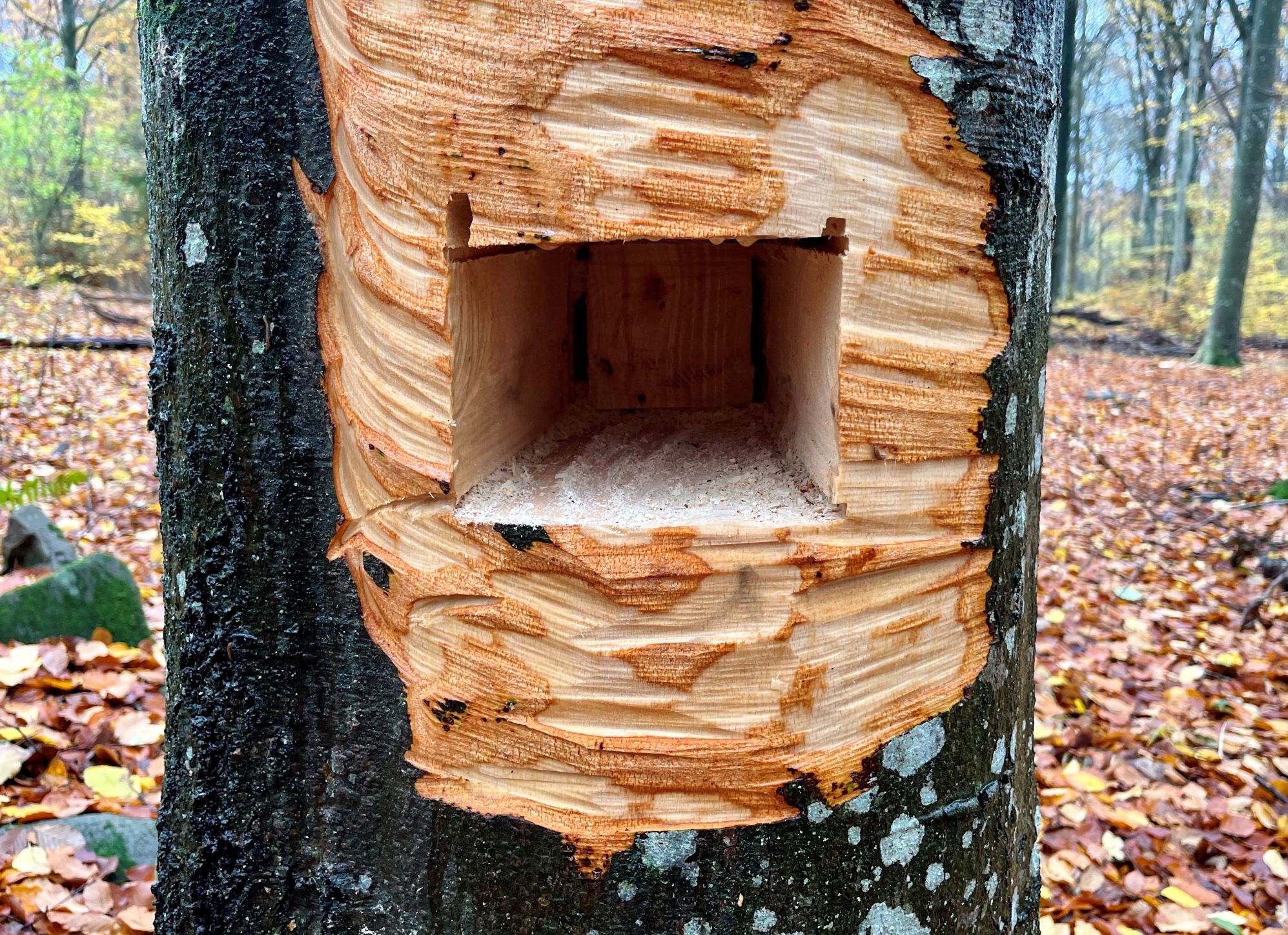 Hål i träd skapar liv i luckan.