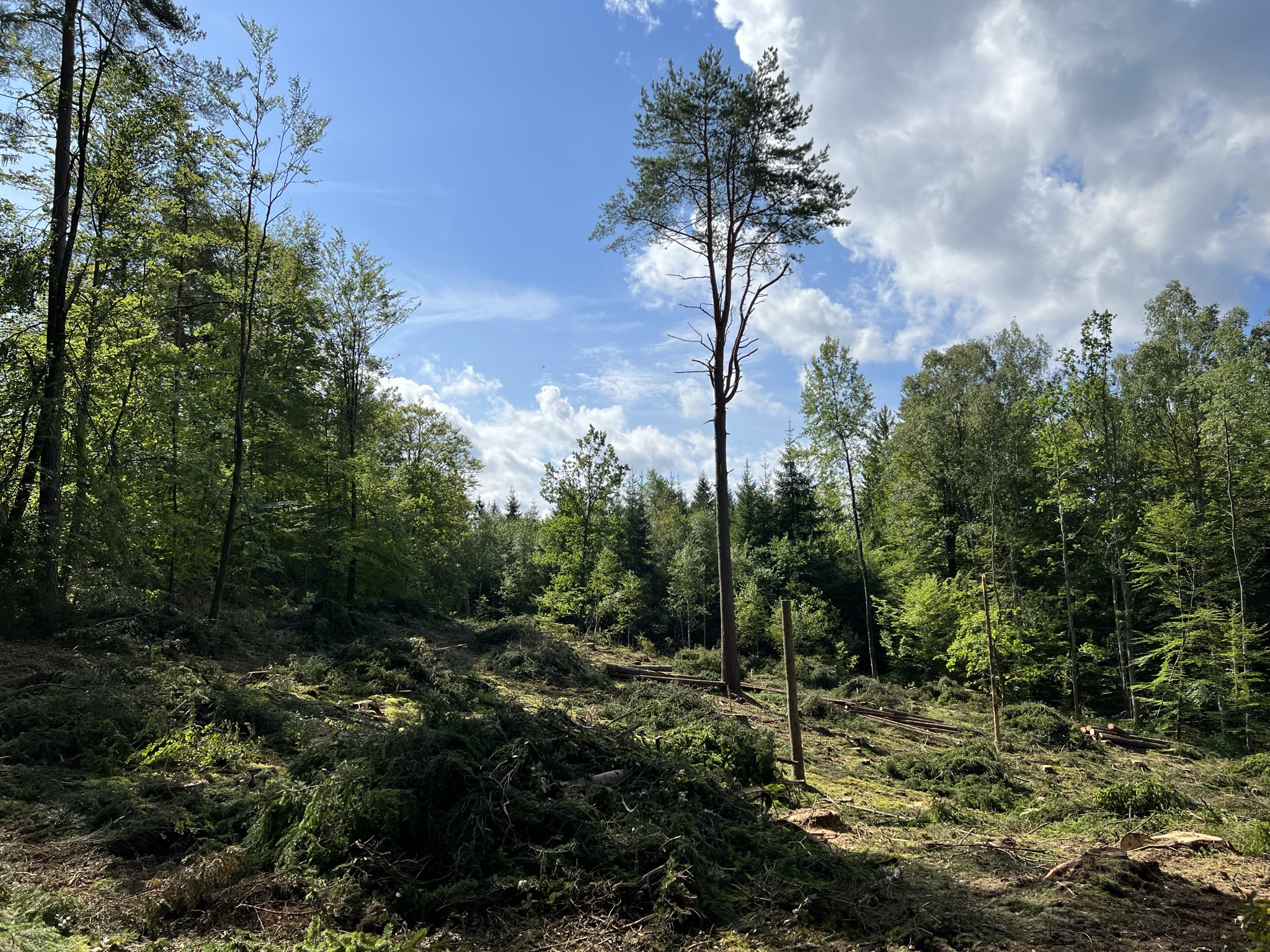 Hyggesfri skog i Möllerödssjö strövområde. Bild: Emma Sandell Festin Gallring pågår inför hyggesfri skötsel i Möllerödsjö.