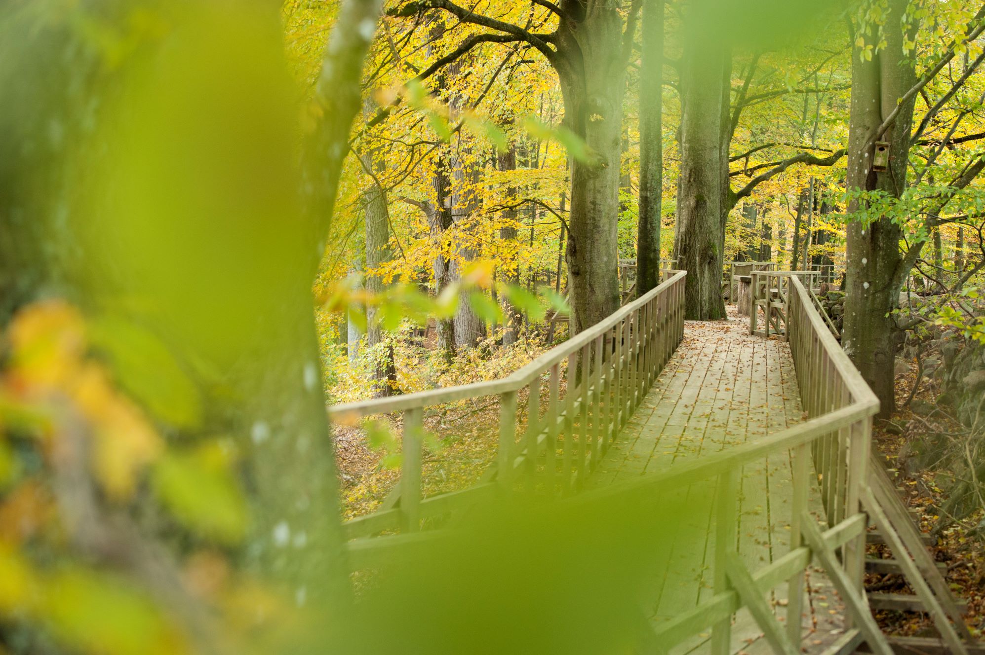 Stig in i höstskogen på Ravinslingan i Fulltofta.