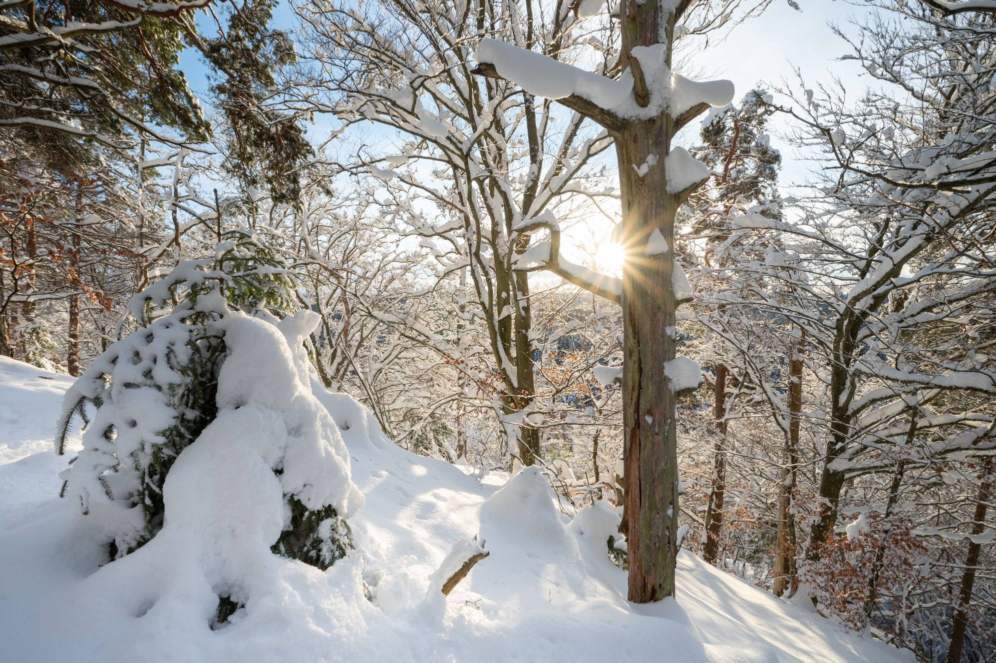 Snötyngda träd i solig skog