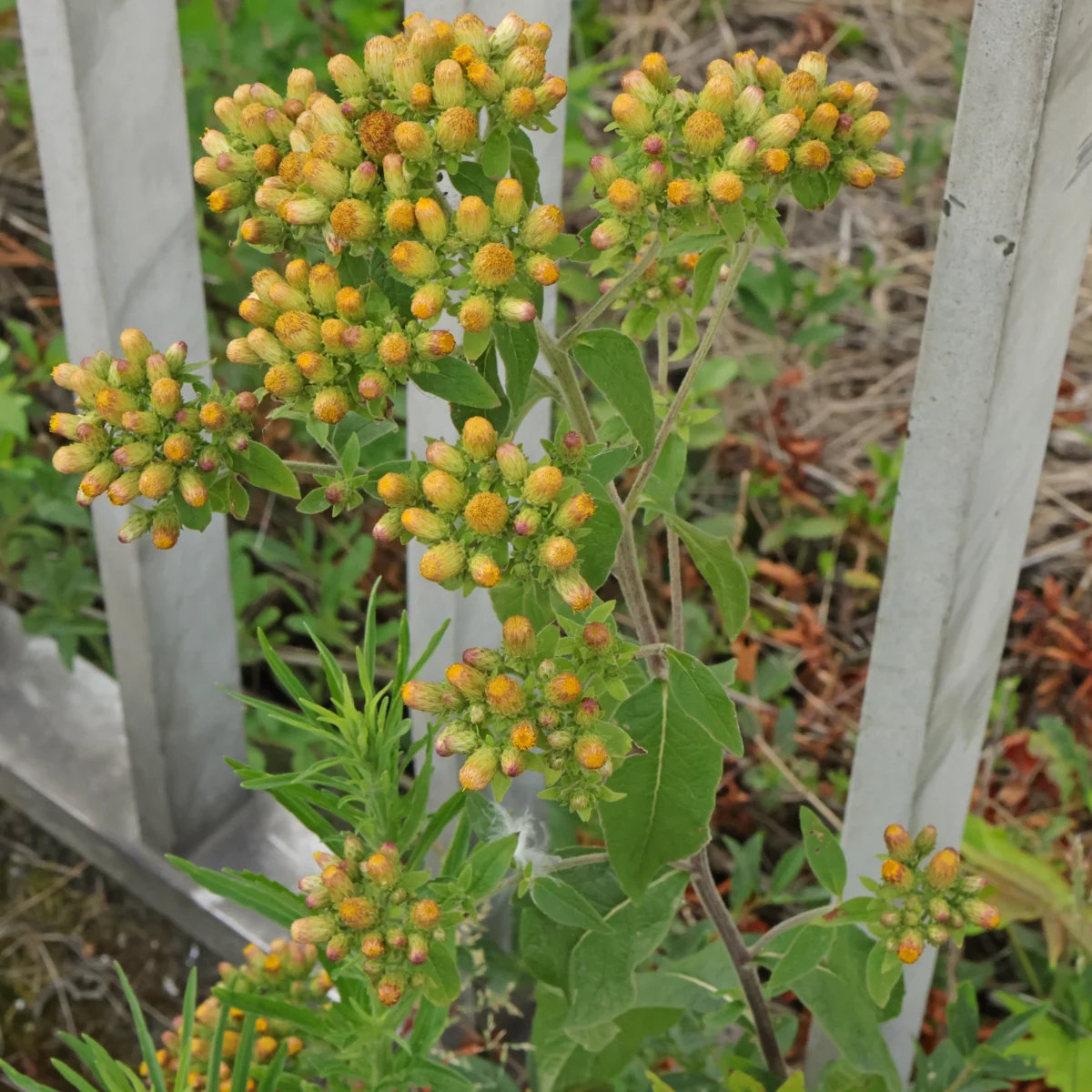 Korgblommig brunkrissla är en nästan utrotad art. Blomma med ljusgula knoppar.