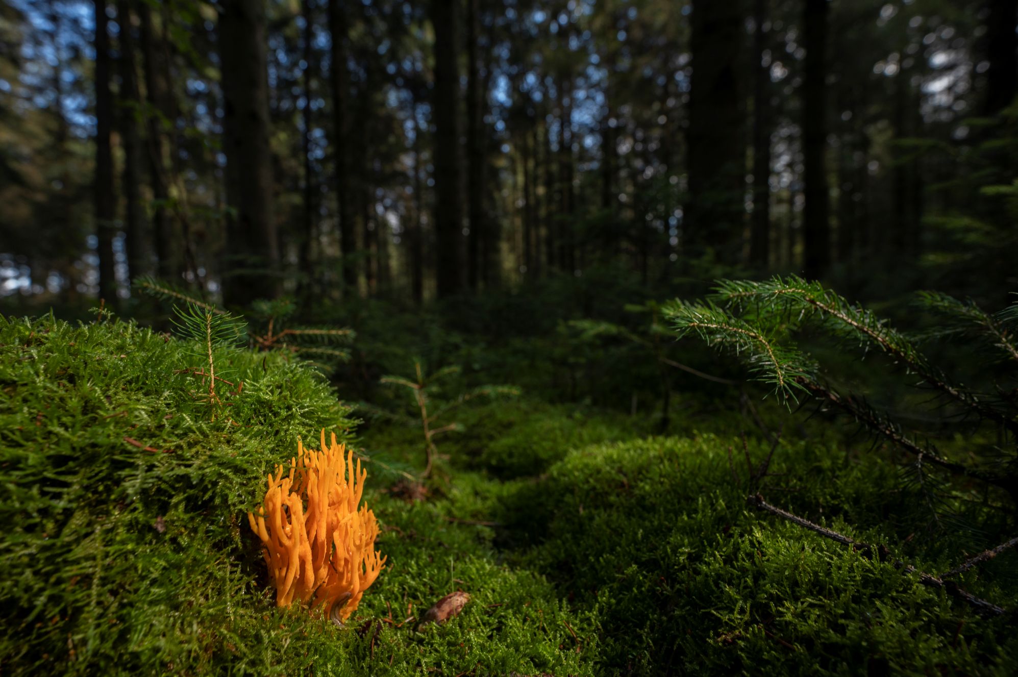 Grytåsa är värt ett besök. Fotograf: T Lingöy