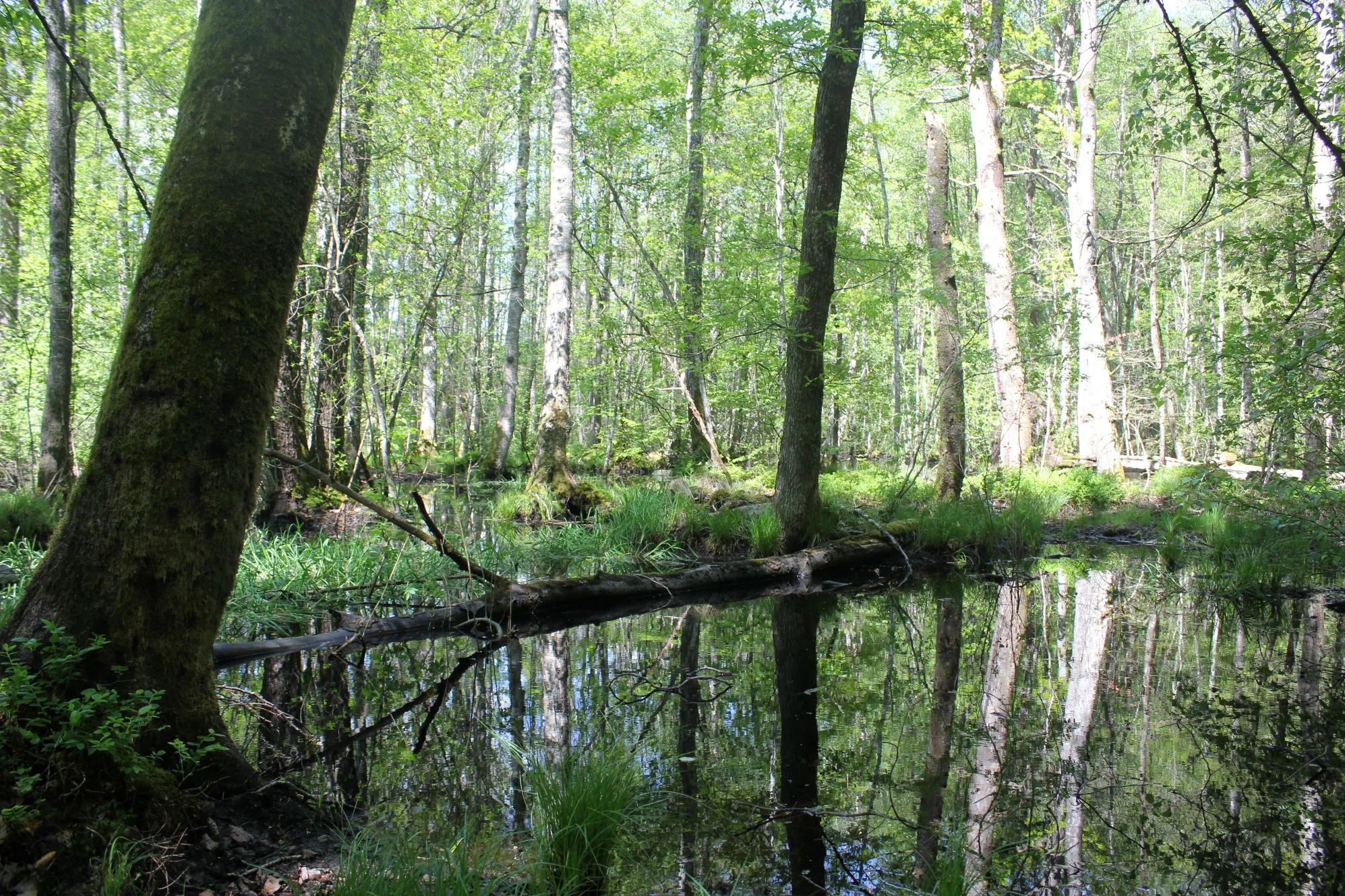 Åkebodas natur är magisk. Foto: S Hillbertz